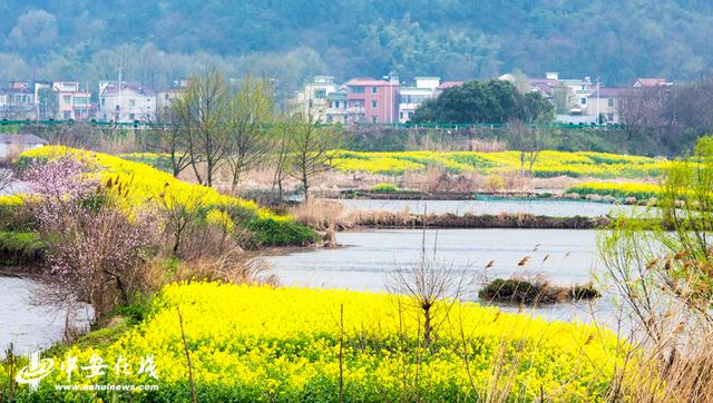 安徽蕪湖：響水澗萬畝油菜花海開門迎客