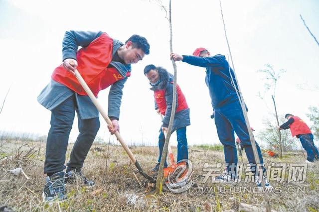 300余棵柳樹在蕪湖長江岸線“安家”