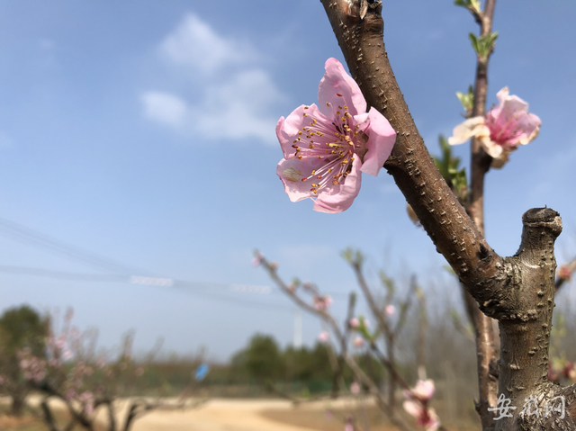 蕪湖灣沚區(qū)灣沚鎮(zhèn)第四屆桃花文化季拉開帷幕