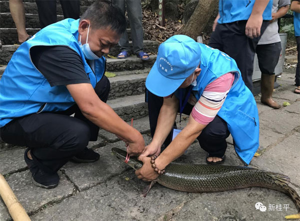 多地近日報告發(fā)現(xiàn)鱷雀鱔，農(nóng)業(yè)部門已開展外來入侵物種普查